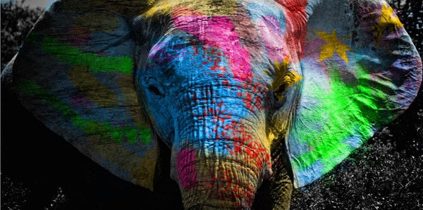 Colours: Elephant Poster - Enhance Your Décor-0