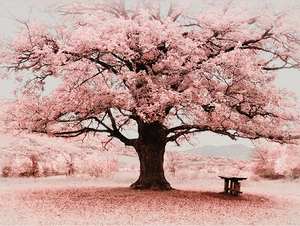 Pink Flowers Tree Wallpaper Murals-Trees Wallpaper